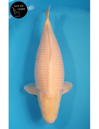 AZUKARI Karashigoi Akamé Lignée Marudo