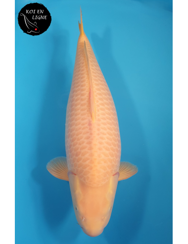 AZUKARI Karashigoi Lignée Marudo