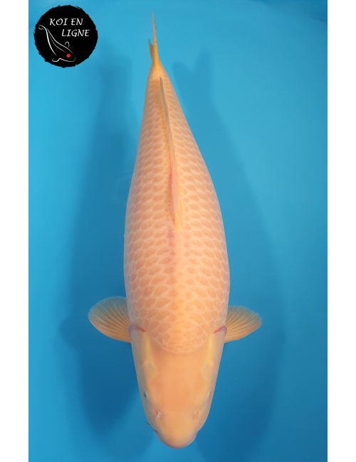 AZUKARI Karashigoi Lignée Marudo