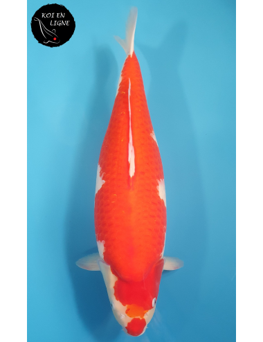 Kohaku 
