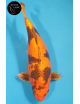Kin Ki Utsuri