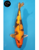 Kin Ki Utsuri