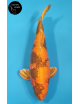 Kin Ki Utsuri