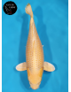Yamabuki 