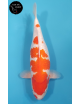 Ginrin Kohaku