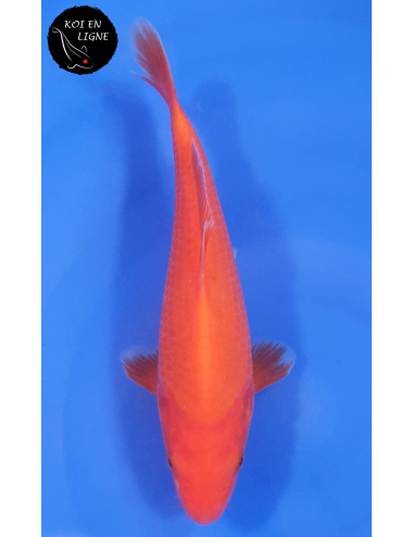 Benigoi