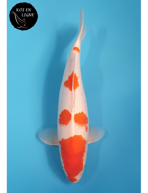 Kohaku