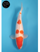Kohaku
