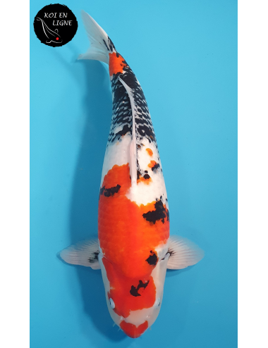 Showa Marusei