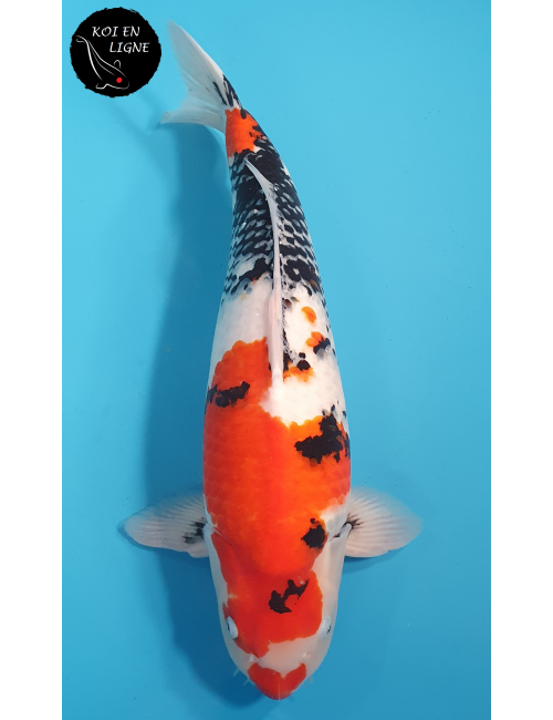 Showa Marusei