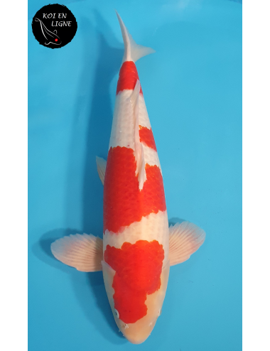 Kohaku