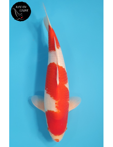 Kohaku