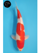 Kohaku