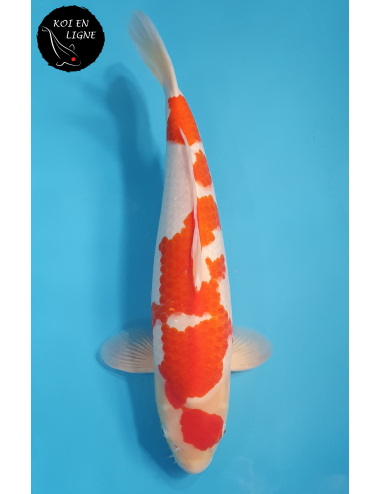 Kohaku