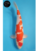 Kohaku