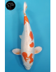 Kikusui