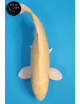 Yamabuki