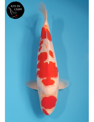 Maruten Kohaku