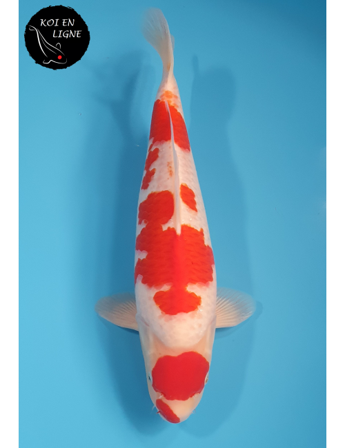 Maruten Kohaku