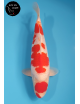 Maruten Kohaku