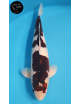 Goromo Sakuzame