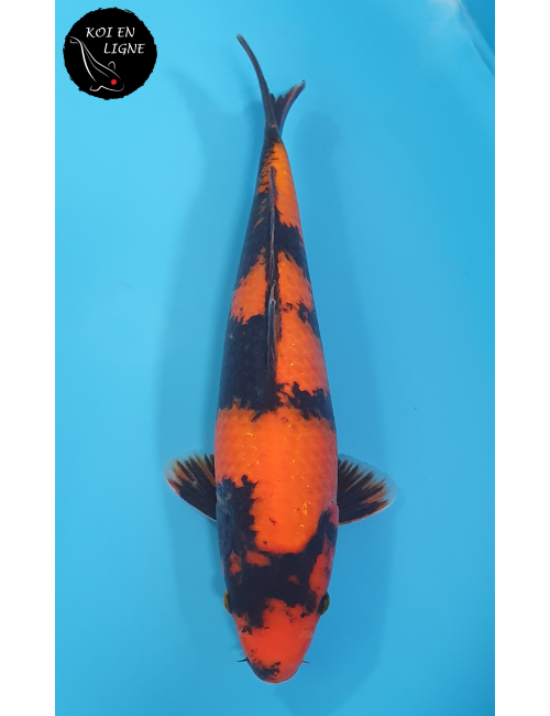 Hi Utsuri RESERVE GLORIA