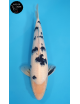 Bekko