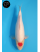Tancho Kohaku