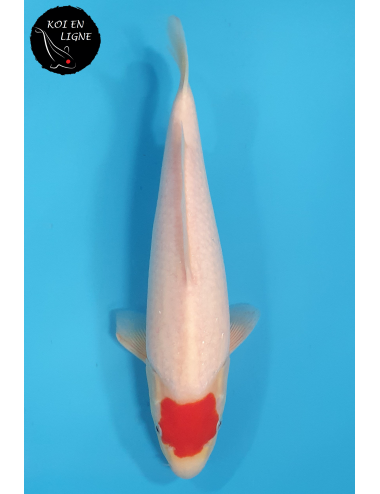 Tancho Kohaku