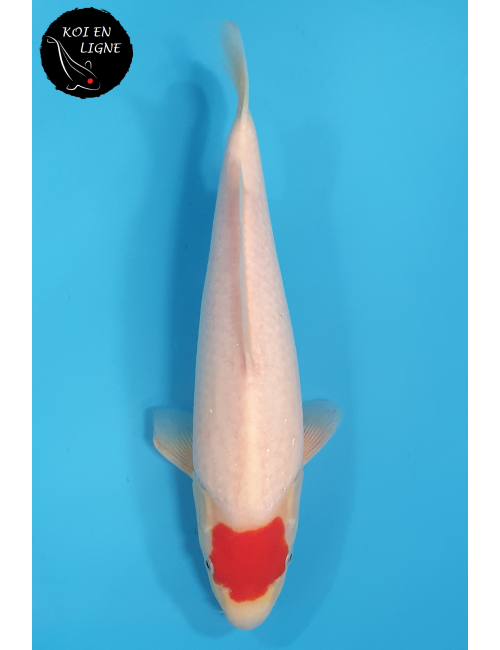 Tancho Kohaku
