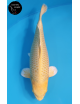 Yamabuki