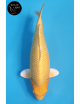Yamabuki
