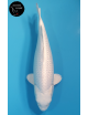 Purachina