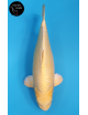 Yamabuki
