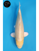 Yamabuki
