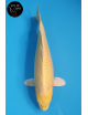 Yamabuki