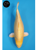 Yamabuki