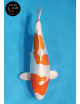 Kikusui