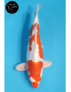 Kikusui