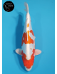 Kikusui