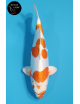 Kikusui