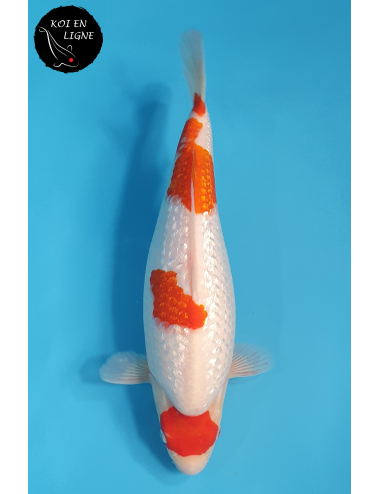 Maruten Ginrin Kohaku