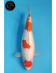 Maruten Ginrin Kohaku