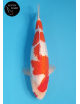 Ginrin Kohaku