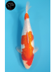 Ginrin Kohaku