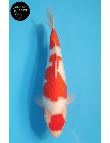 Maruten Ginrin Kohaku