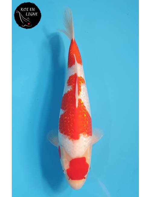 Maruten Ginrin Kohaku
