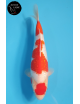 Maruten Ginrin Kohaku