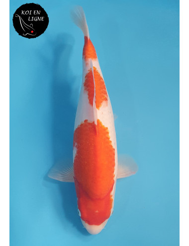Kohaku