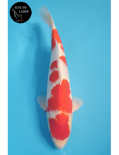 Kohaku